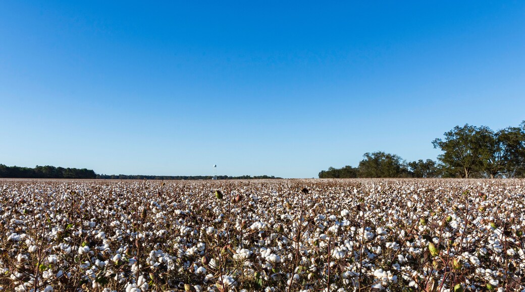 Central Alabama cotton field ready for harvest