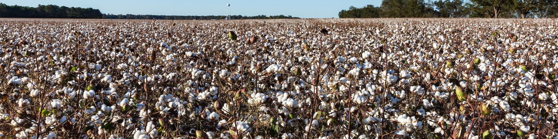 A vast cotton field under a clear blue sky.