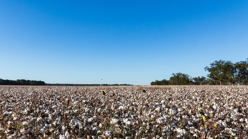 A vast cotton field under a clear blue sky.