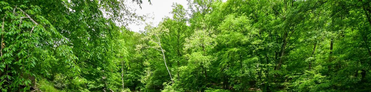 A Walk by the Cahaba River in Birmingham, Alabama