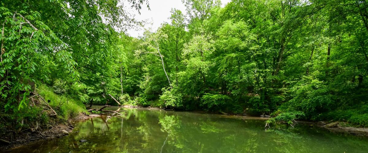 A calm river surrounded by dense green foliage.