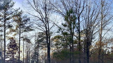 Nature at it's very finest!
All my life I said that I would live in the woods, far from a town or neighbors. I have a house on 30 acres of land, seven miles from a two red light town. My neighbors are few. I know them well, but we rarely interrupt the solitude of each other. I'm living my dream! God loves me. I shot this photo last spring, it's what I see no matter what direction I look to every morning of my life! #MyBackyard #trees #forest #woods #blue #sky #landscape #nature #foliage #colors #pines #oaks #sweetgums #maples #sunlight #natural #country #outdoors #Alabama #America