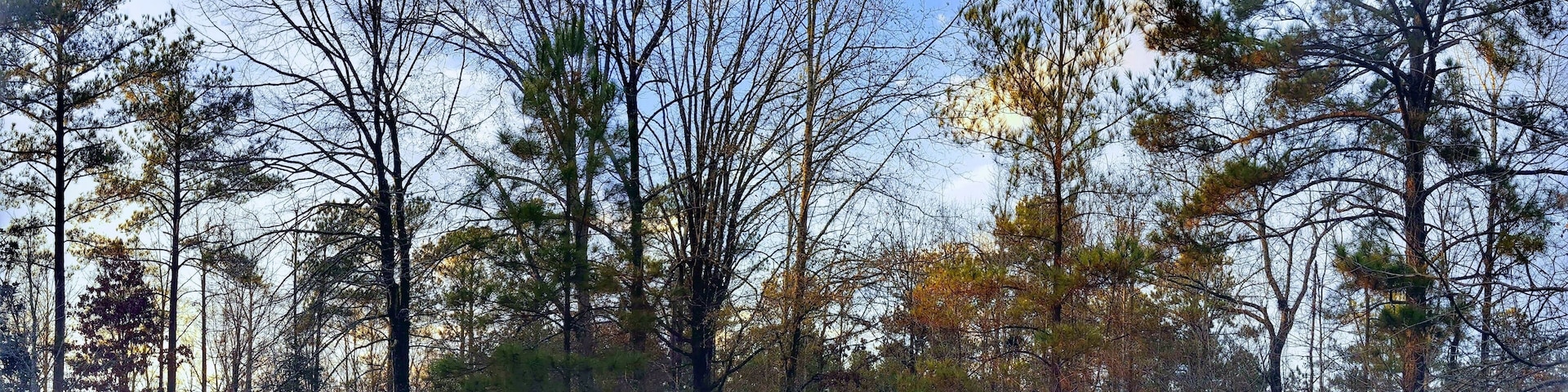 Nature at it's very finest!
All my life I said that I would live in the woods, far from a town or neighbors. I have a house on 30 acres of land, seven miles from a two red light town. My neighbors are few. I know them well, but we rarely interrupt the solitude of each other. I'm living my dream! God loves me. I shot this photo last spring, it's what I see no matter what direction I look to every morning of my life! #MyBackyard #trees #forest #woods #blue #sky #landscape #nature #foliage #colors #pines #oaks #sweetgums #maples #sunlight #natural #country #outdoors #Alabama #America