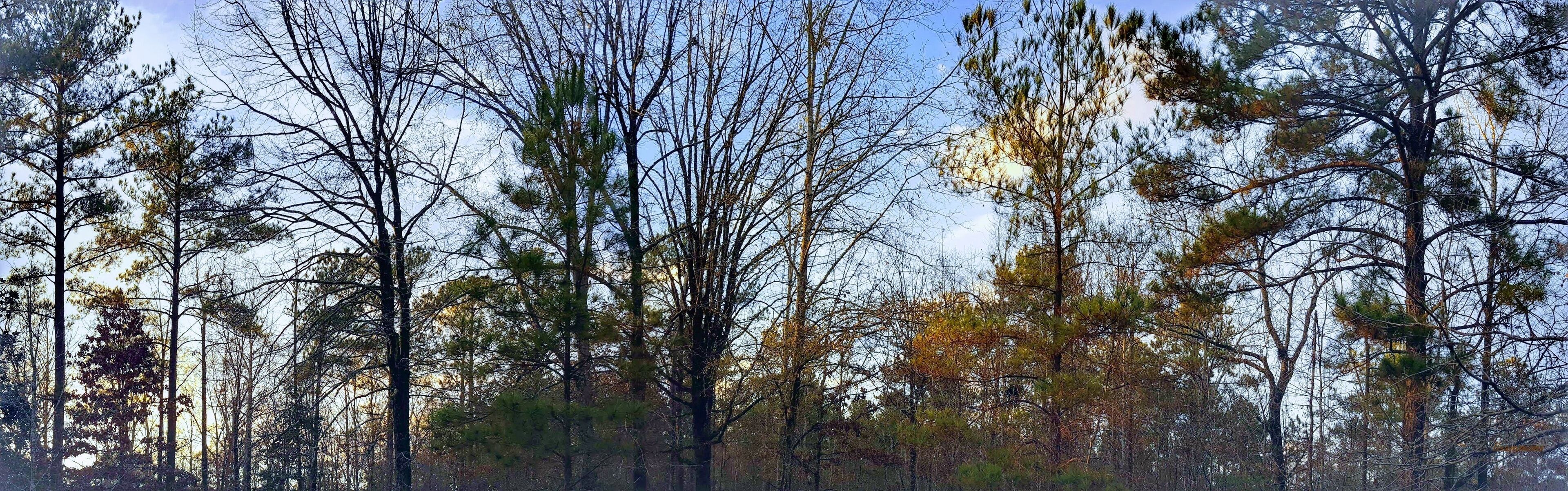 A dense forest with tall trees and a clear sky.