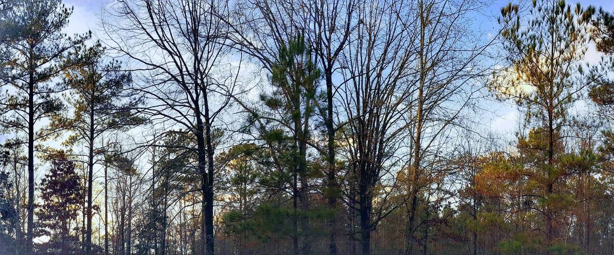 A dense forest with tall trees and a clear sky.