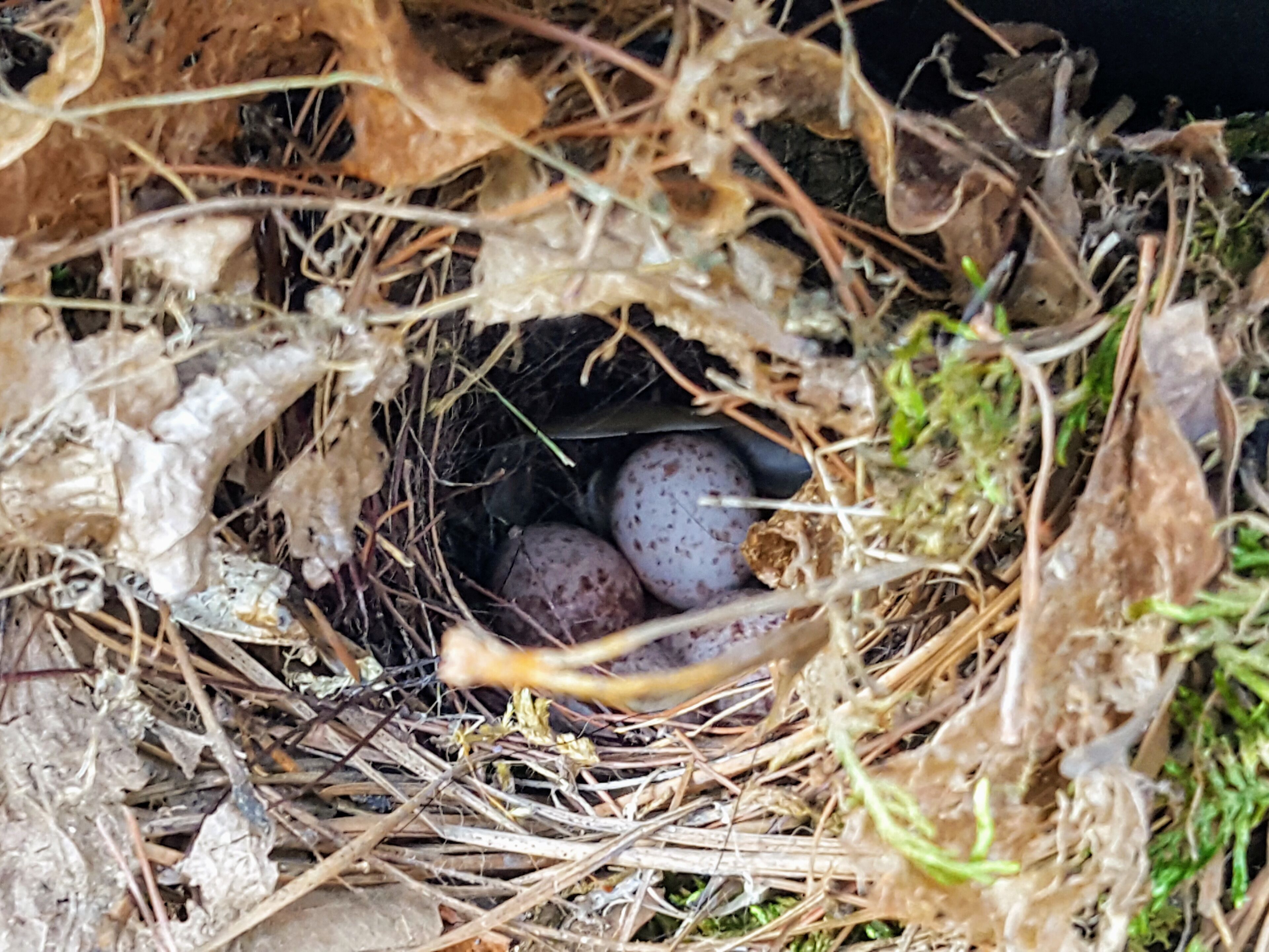 What a nice surprise! I found this nest in the 'glove compartment' of my little John Deere Gator. I couldn't get any closer for a better picture without disturbing the eggs. #Nature #Nest #Bird #Eggs #MyBackyard #outdoors at it's finest..