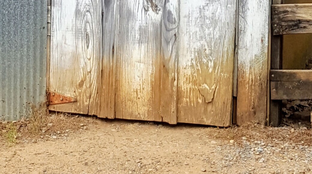 I was riding in my Jeep down an old red dirt road and I spotted an old falling down shed. I looked around, but I left with just this photo of the door, which was hanging in there pretty good, considering. Gotta love old red dirt roads! #MyBackyard #door #wood #hinges #tin #whitewash #Alabama #America #TheSouth