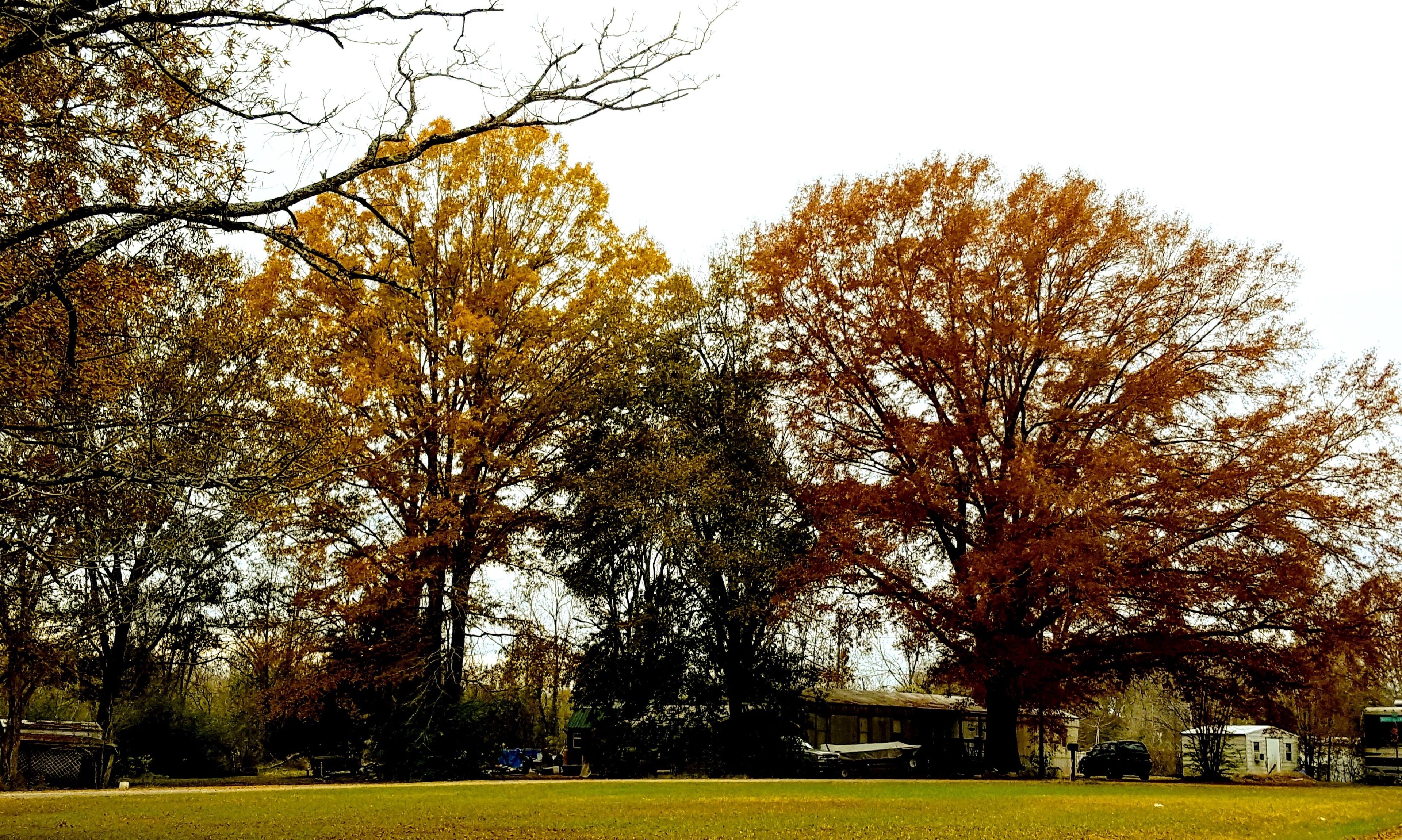 A cold, wet, winter's day... and autumn's colors are turning brown. I was headed home down Shiloh Street after a day of doing stuff, and I saw these big oaks, so I turned around and took a shot! I just love taking pictures!
#trees #oak #winter #urban #autumn  #fall  #colors #gray #Alabama #nature #outdoors