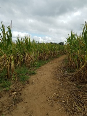 Corn maze!