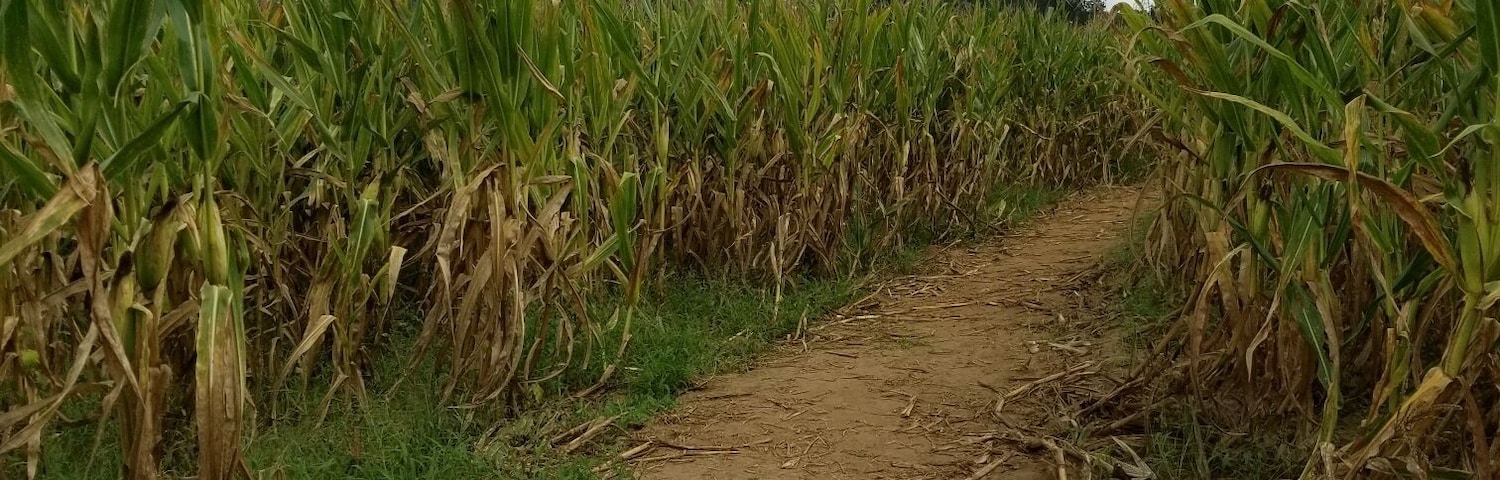 Corn maze!
