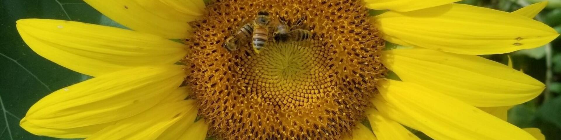 Sunflower and bee!