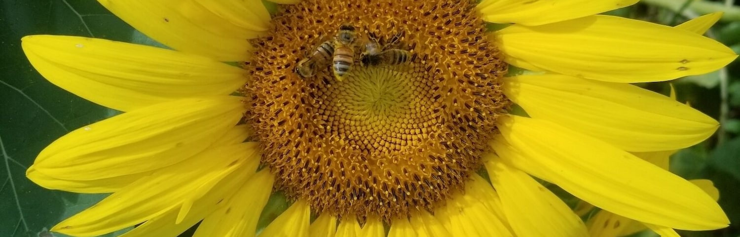 Sunflower and bee!