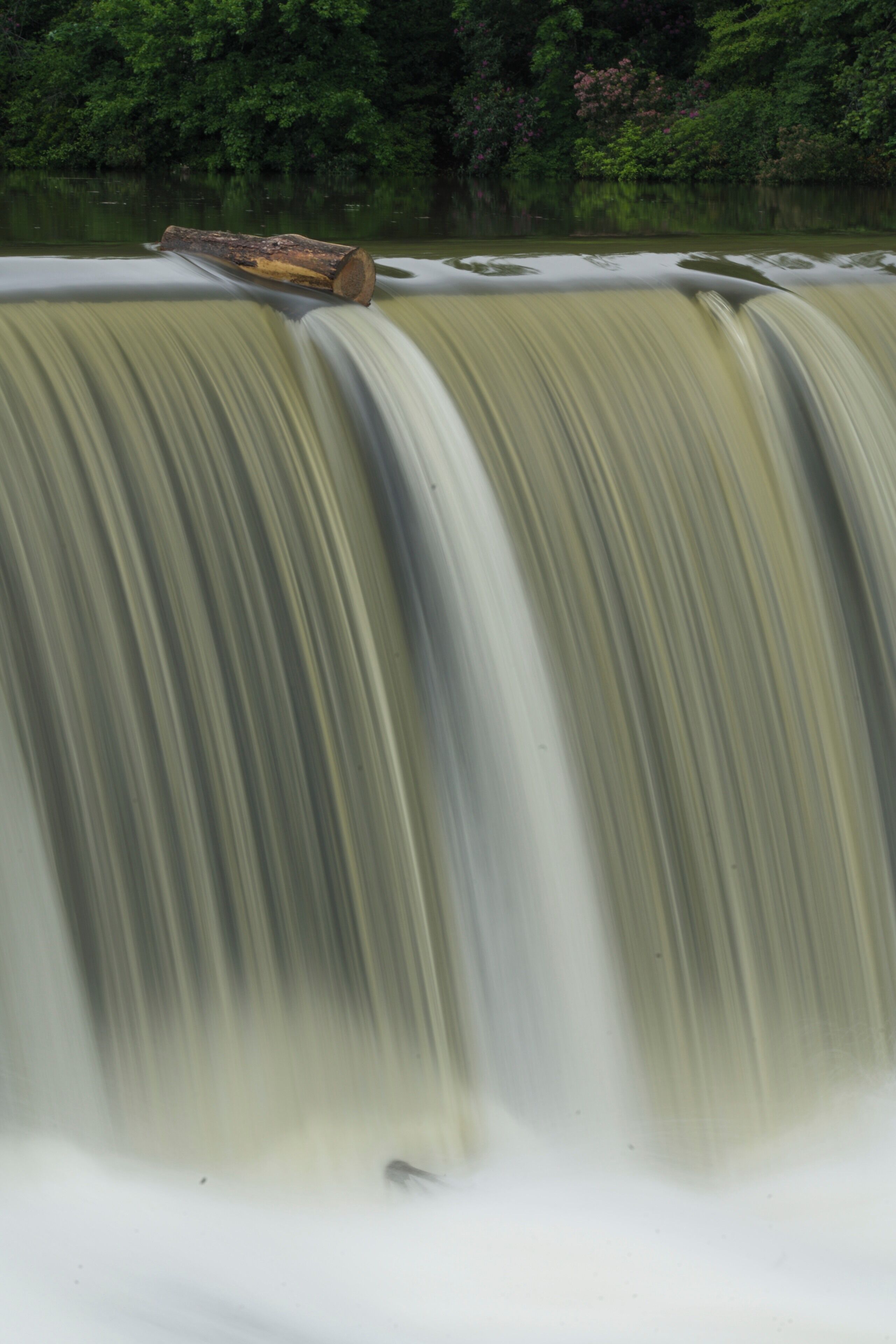 It was pouring down rain and there was a ton of water going over the lower falls but this log was hanging on for dear life.