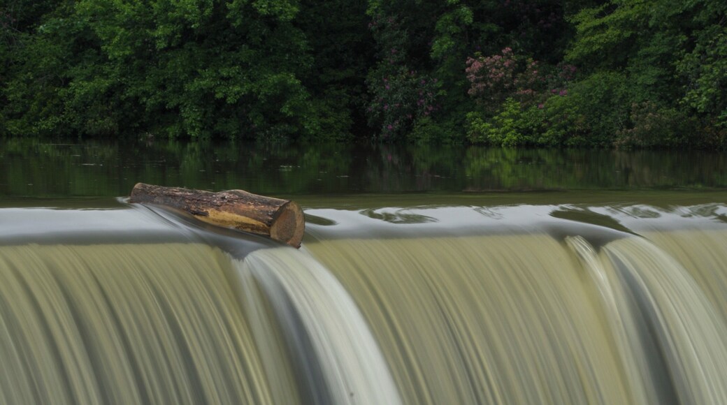 It was pouring down rain and there was a ton of water going over the lower falls but this log was hanging on for dear life.