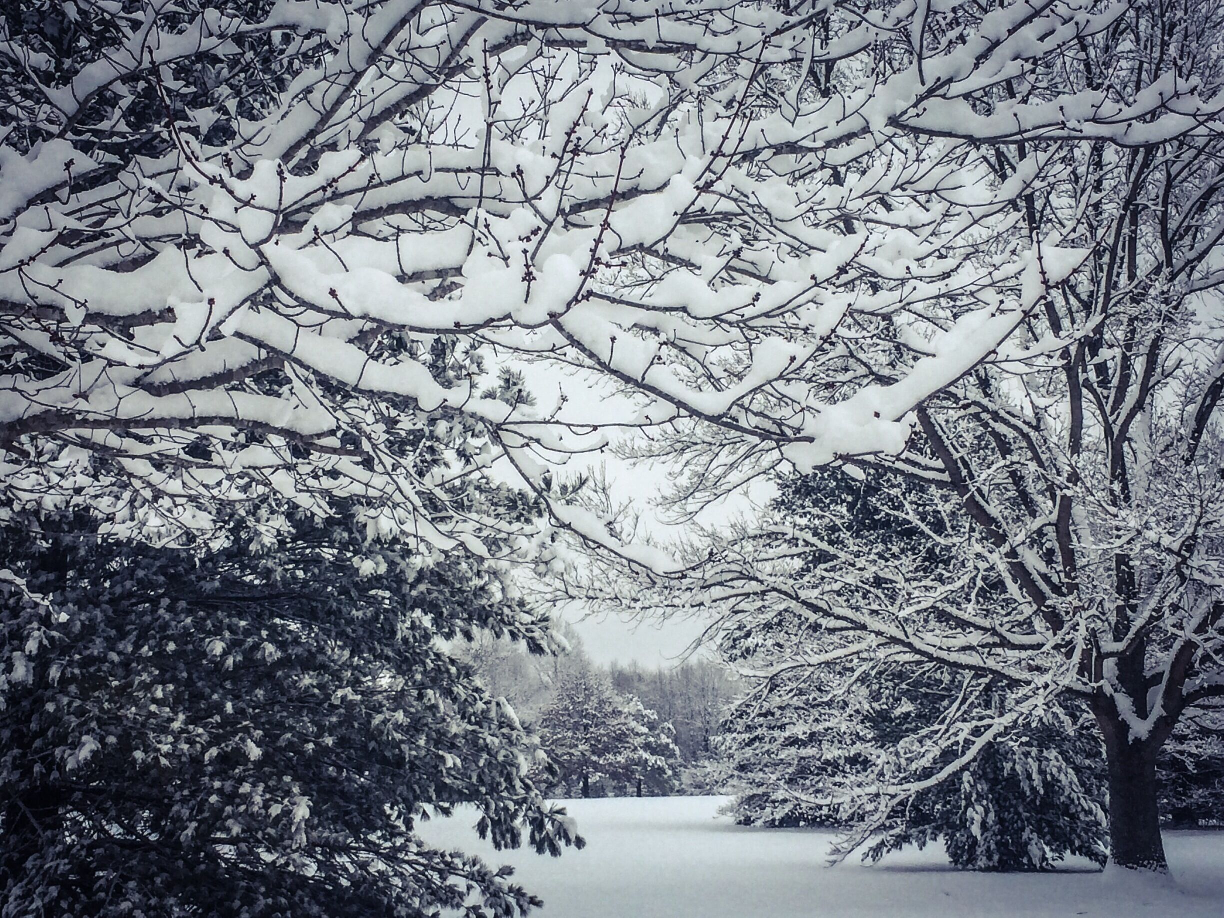 Snow...not a real common occurrence in parts of the South. However, when it does make it here we enjoy it's beauty...if only for a day or even a few hours, and we take advantage of everything shutting down and pull out the four wheelers and the sleds.  