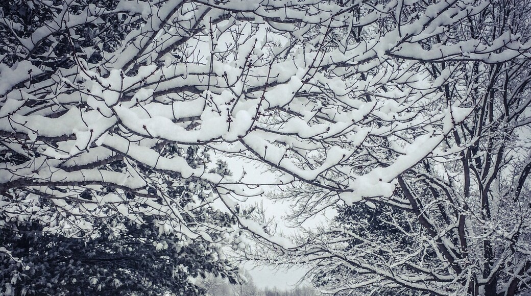 Snow...not a real common occurrence in parts of the South. However, when it does make it here we enjoy it's beauty...if only for a day or even a few hours, and we take advantage of everything shutting down and pull out the four wheelers and the sleds.