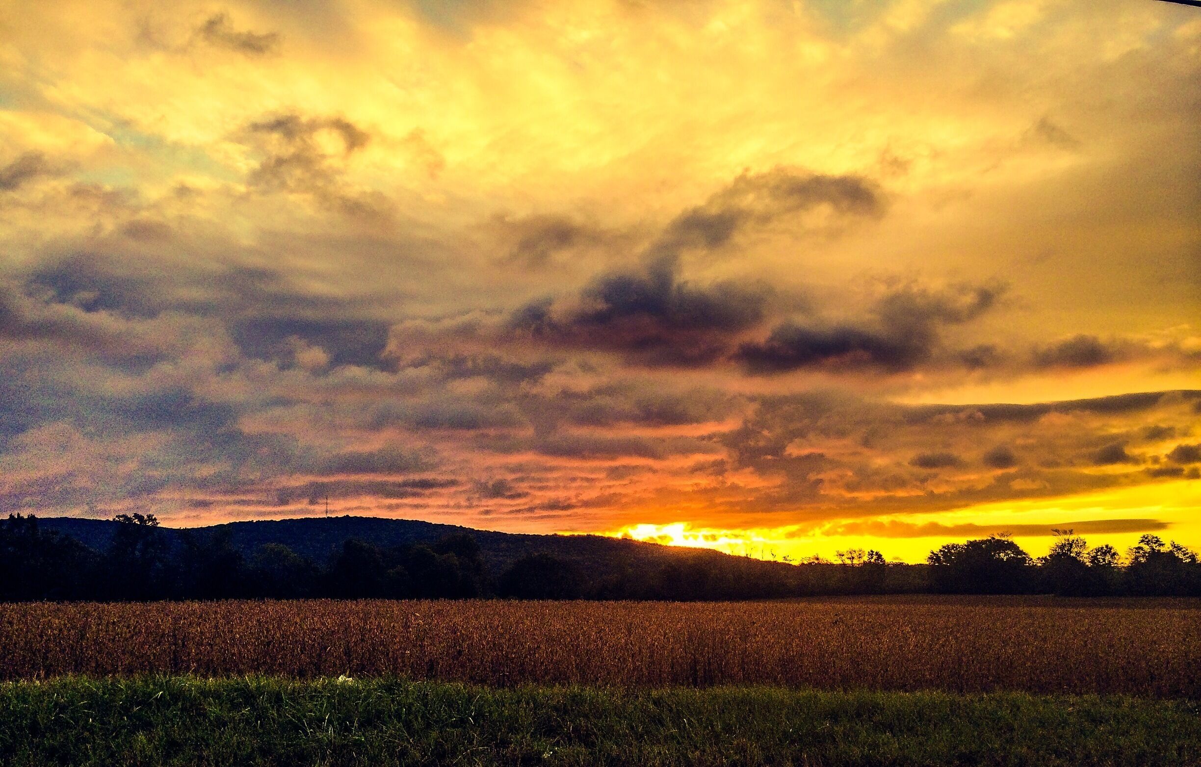 Sunrise before harvest. The morning gave me different hues over the crops. 