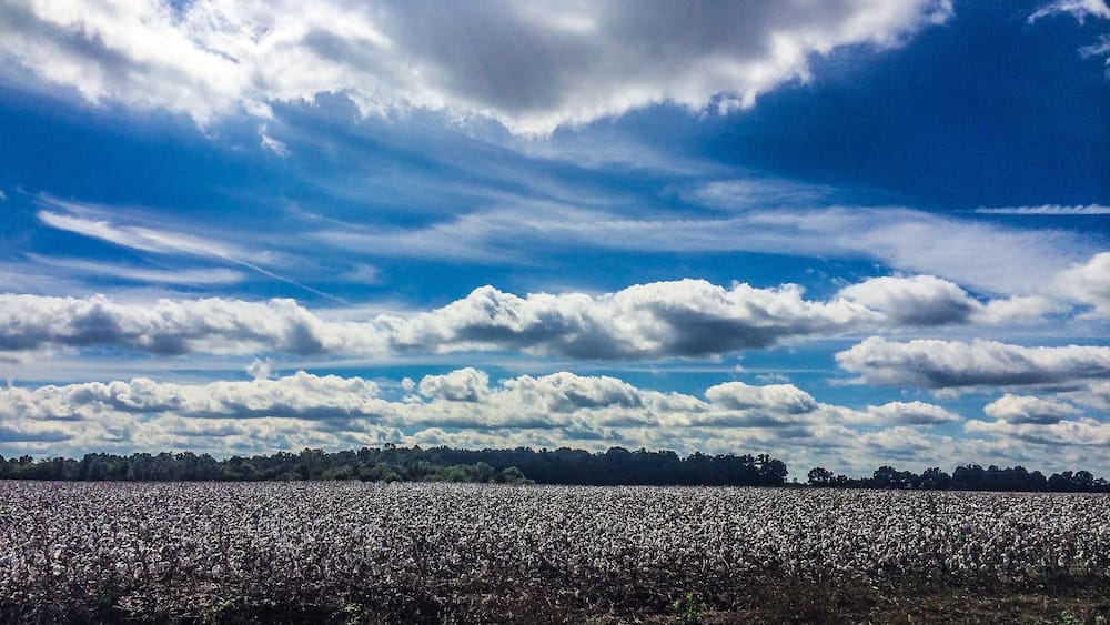 A field of crops under a partly cloudy sky.