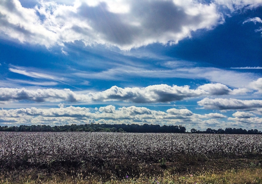 Hooked on cotton...only a few days before it's gone for the year.