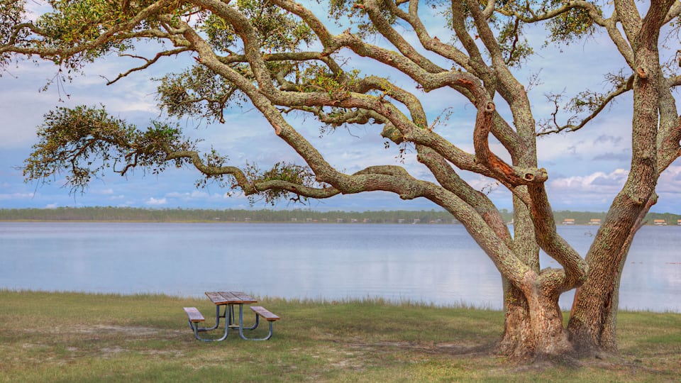 A large tree with a picnic table in front of a calm lake.