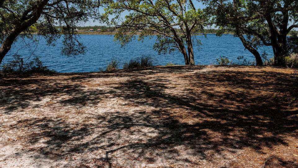 A lakeside area with trees and a dirt path.