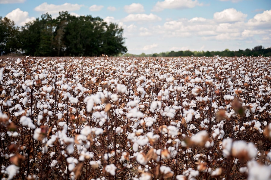 Dense cotton field with white bolls and trees in the background