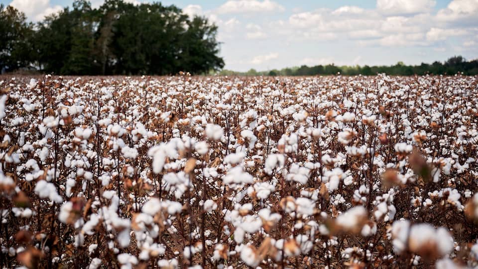 A cotton field with trees in the background.