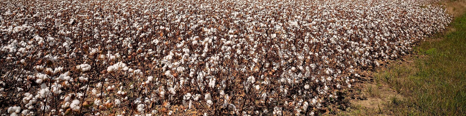 Wide cotton field under a blue sky with scattered white clouds