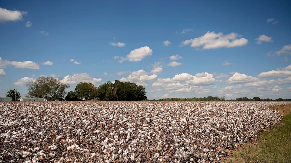 A cotton field under a clear blue sky.