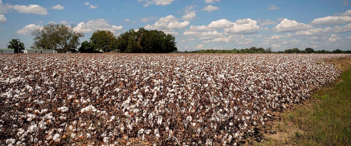 A cotton field under a clear blue sky.