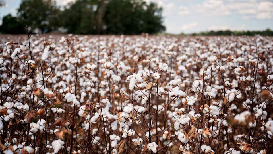 A cotton field with trees in the background.