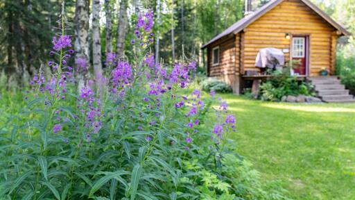 Chamaenerion angustifolium is a perennial herbaceous flowering plant in the willowherb family, Onagraceae. fireweed. cabin in the forest. Houston is a city in Matanuska-Susitna Borough, Alaska.