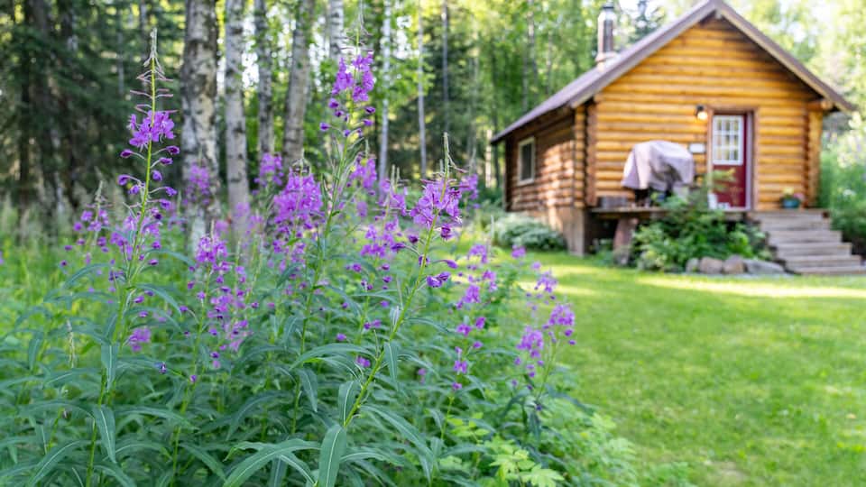 A wooden cabin surrounded by lush greenery and purple flowers.