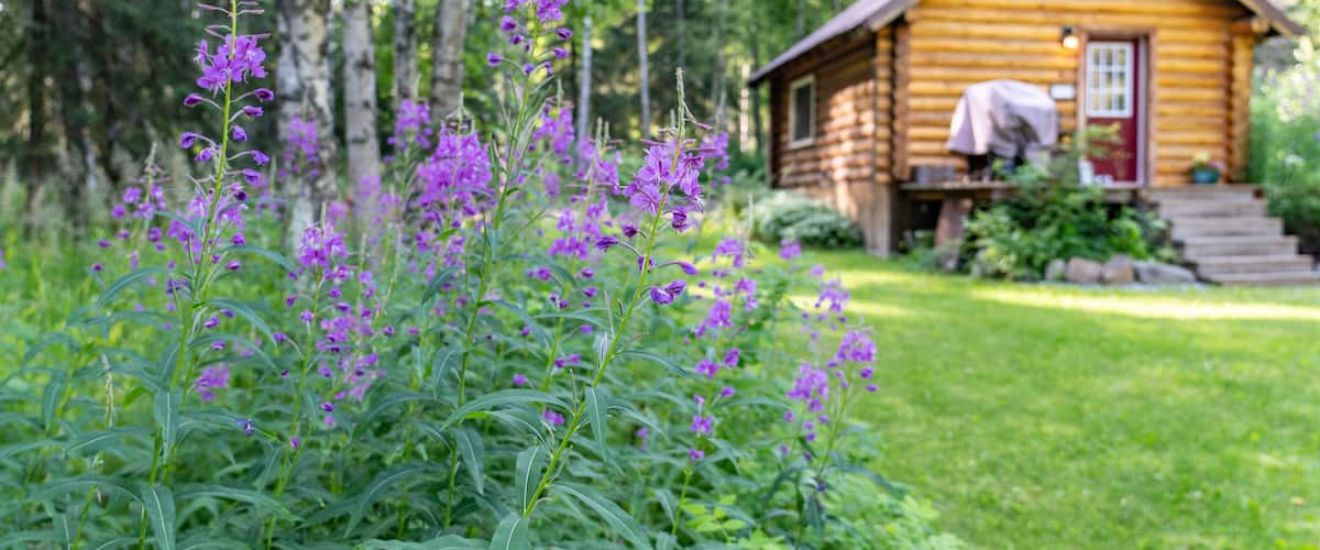 A wooden cabin surrounded by lush greenery and purple flowers.