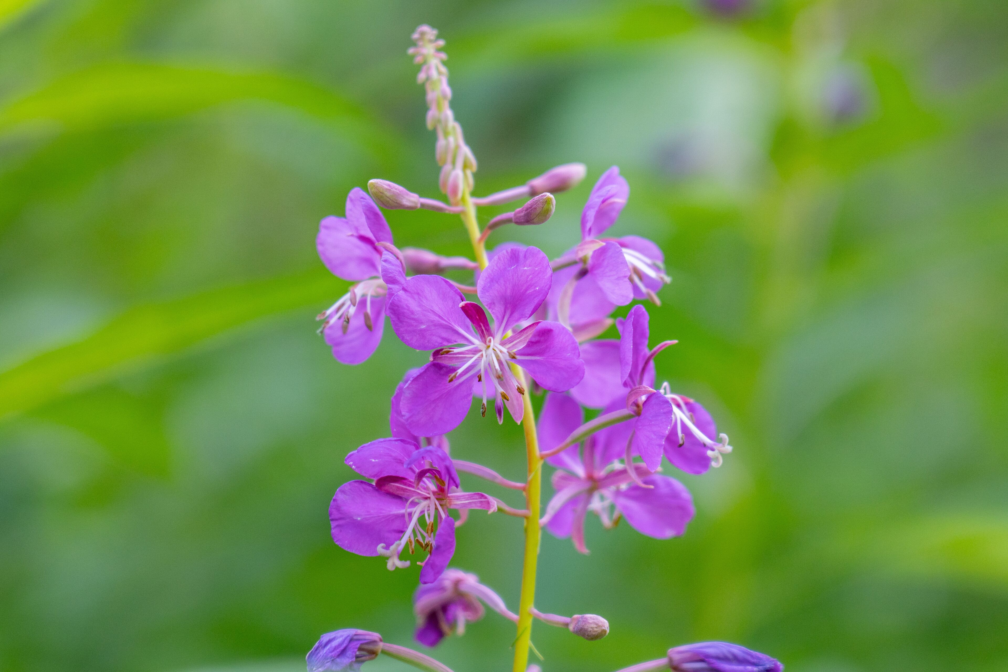 Chamaenerion angustifolium is a perennial herbaceous flowering plant in the willowherb family Onagraceae. fireweed, rosebay willowherb. 3340 Wonderland Cir, Houston, Alaska