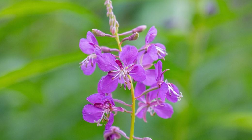 Chamaenerion angustifolium is a perennial herbaceous flowering plant in the willowherb family Onagraceae. fireweed, rosebay willowherb. 3340 Wonderland Cir, Houston, Alaska