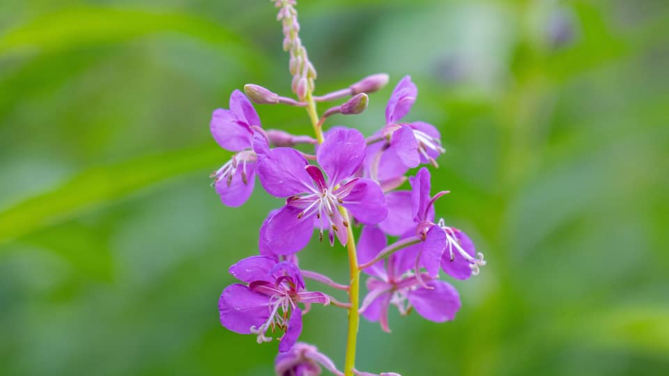 A cluster of purple flowers with prominent stamens, set against a blurred green background.