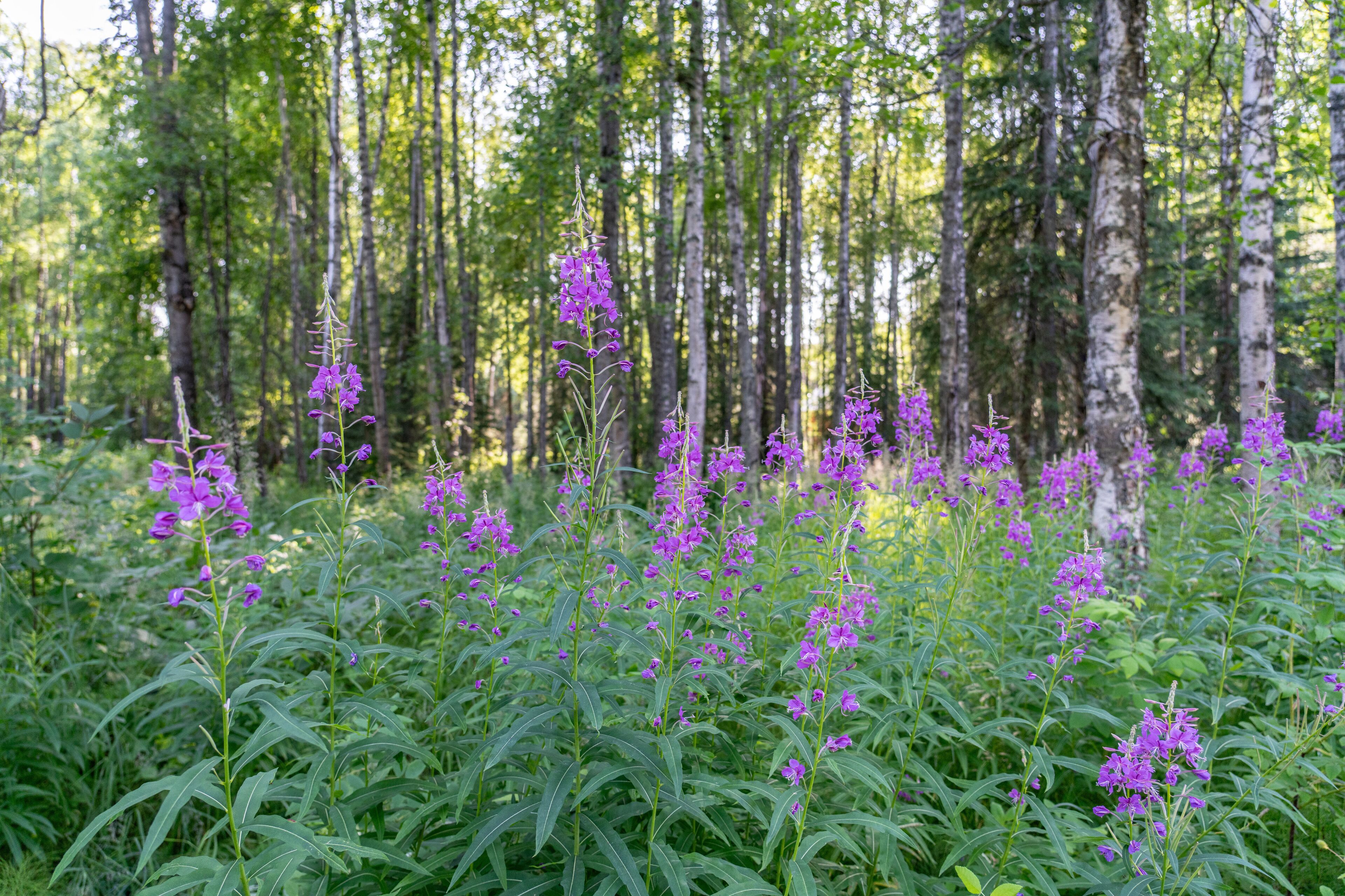 Chamaenerion angustifolium is a perennial herbaceous flowering plant in the willowherb family Onagraceae. fireweed, rosebay willowherb. 3340 Wonderland Cir, Houston, Alaska