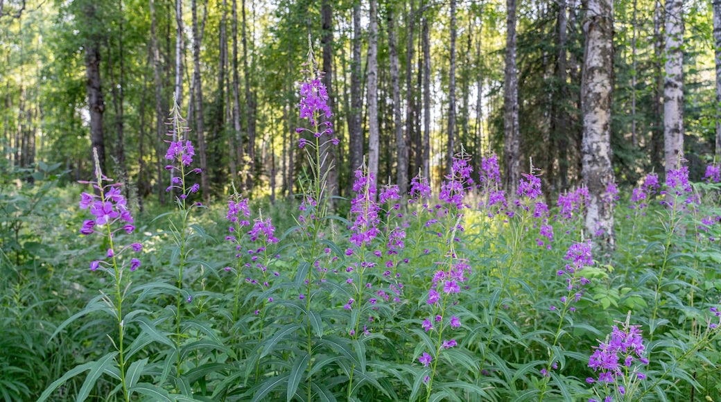 Chamaenerion angustifolium is a perennial herbaceous flowering plant in the willowherb family Onagraceae. fireweed, rosebay willowherb. 3340 Wonderland Cir, Houston, Alaska