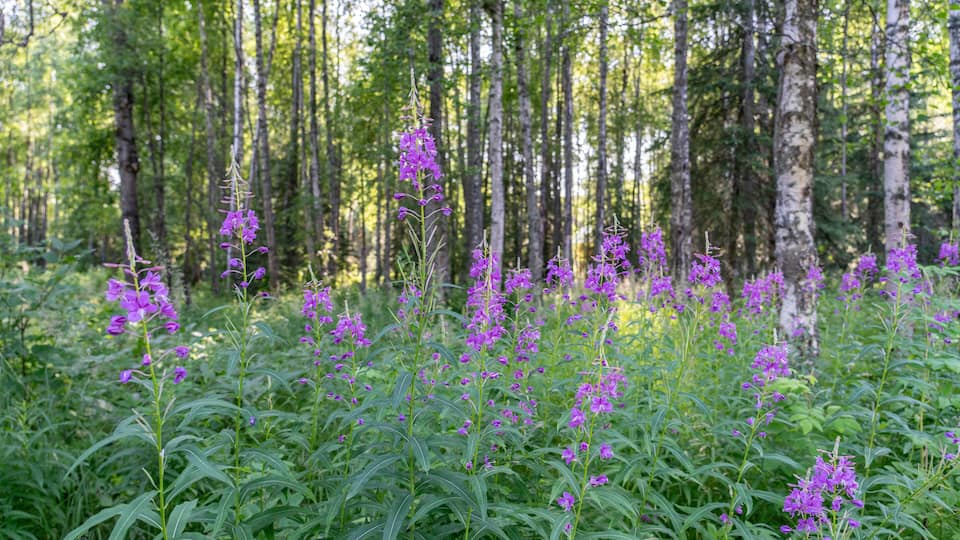 A forest with tall trees and purple flowers.