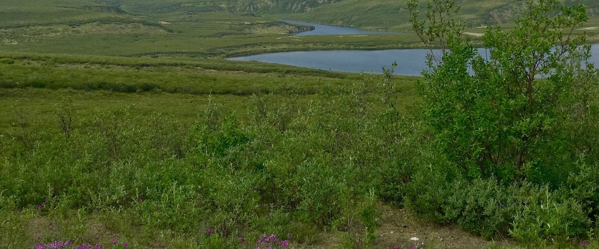 A vast green landscape with a lake and distant snow-capped mountains.