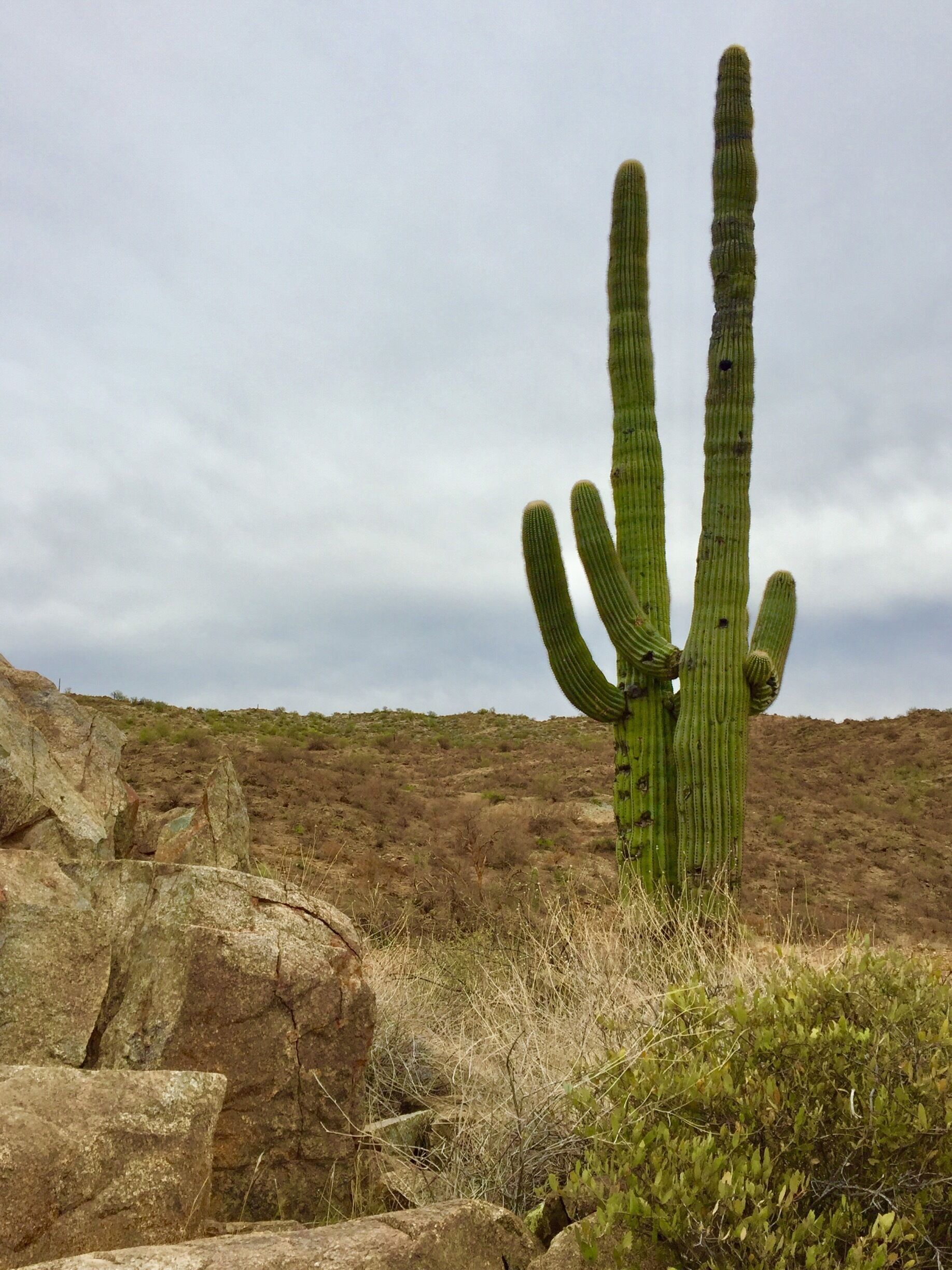 Love these cactus. The sky was gray this day but the cactus a nest in any weather