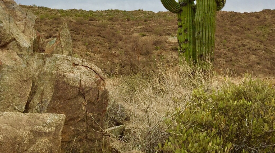 Love these cactus. The sky was gray this day but the cactus a nest in any weather
