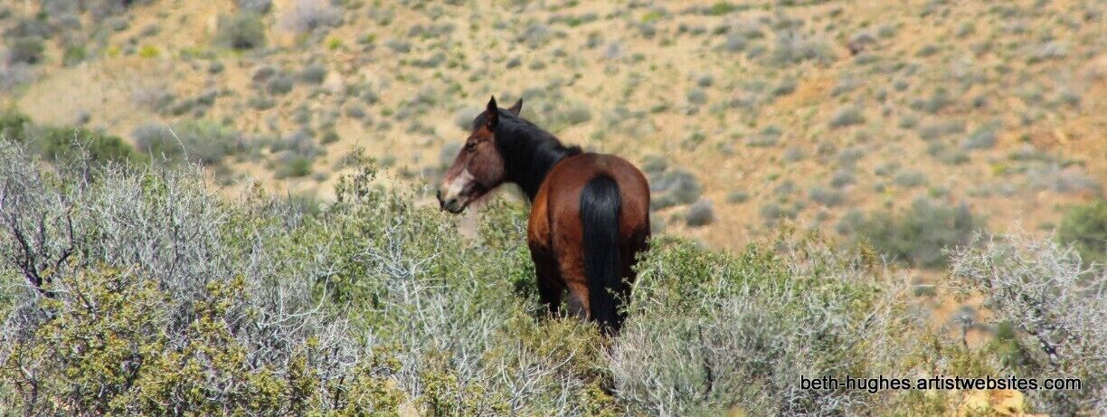 #TroveOn
Wild Horses, wild flowers, abandoned mines..... You will need a 4 wheel drive to get through but worth it.  It will take the good part of your day.
Stop and check out the town of Chloride too
