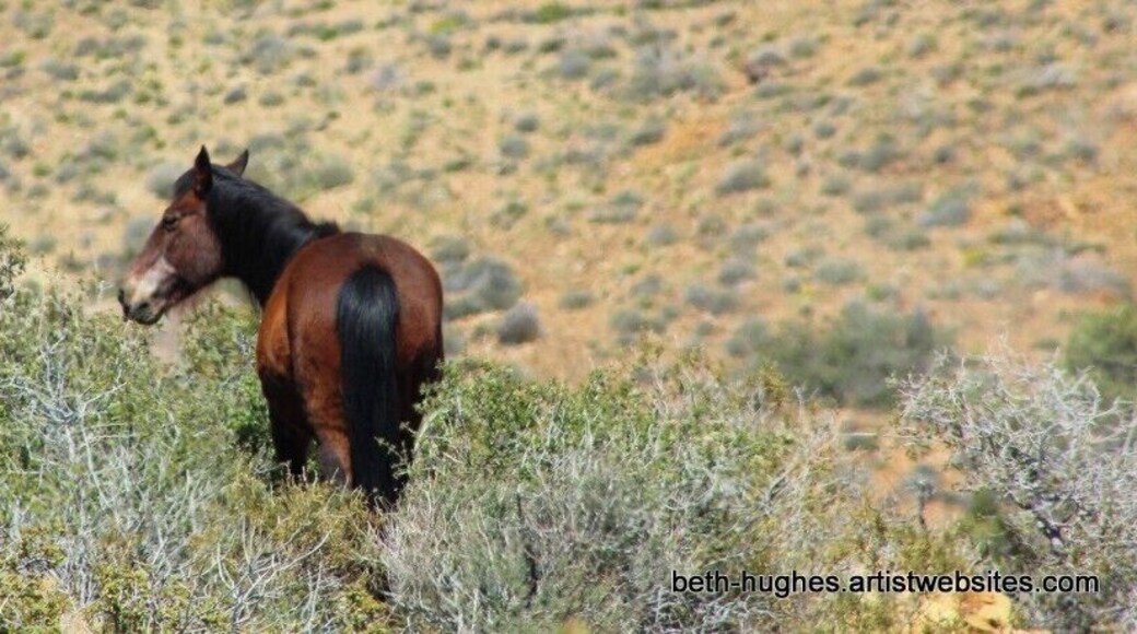 #TroveOn
Wild Horses, wild flowers, abandoned mines..... You will need a 4 wheel drive to get through but worth it. It will take the good part of your day.
Stop and check out the town of Chloride too