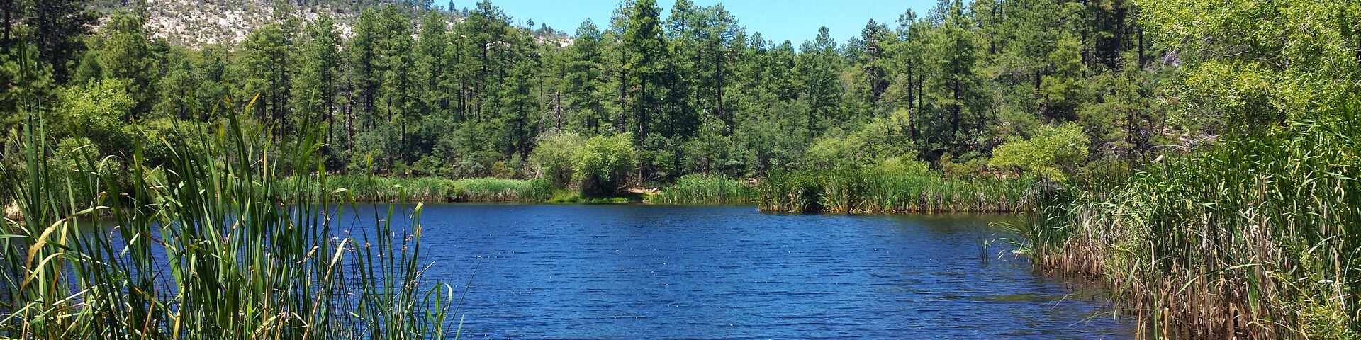 Un lago rodeado de un bosque tupido y hierbas altas.