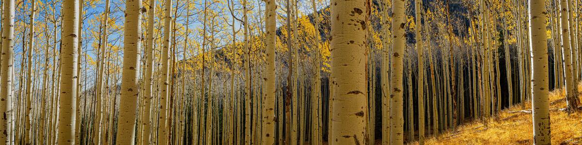 Panoramic aspen forest with golden yellow leaves on the trees and on the ground with a mountain in the background and blue skies in the Coconino National Forest.