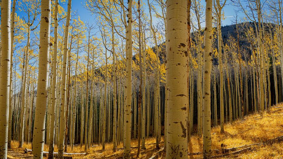 A forest of tall, slender trees with yellow leaves, a clear blue sky, and a hilly background.
