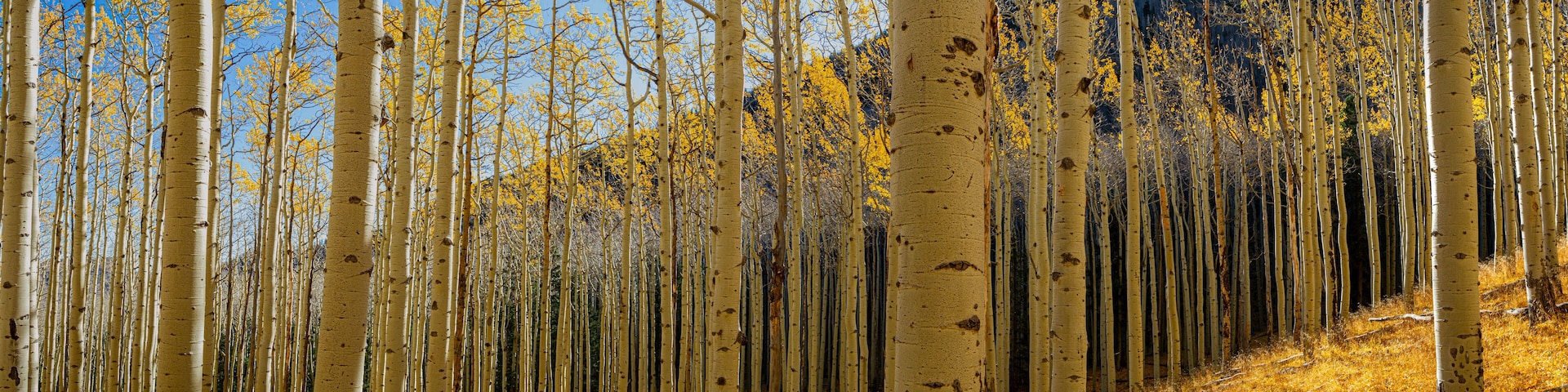 A forest of tall, slender trees with yellow leaves, a clear blue sky, and a hilly background.