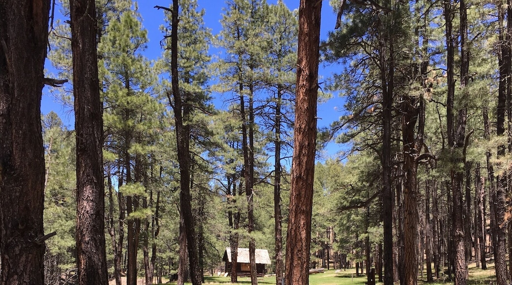 Cabin Loop Trail to Houston Brother's Trail